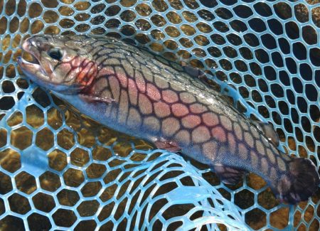 ラインブレイク　～フィシングパーク高島の泉…